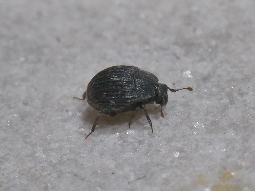 Histeridae: Onthophilus affinis